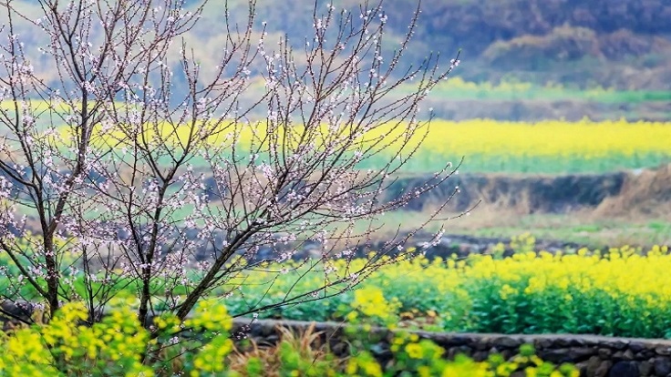 别忘了我们是如何期待春天--写在疫情慢慢离去的日子里