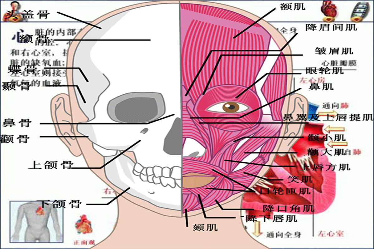 磁共振成像新技术“看清”大脑神经活动